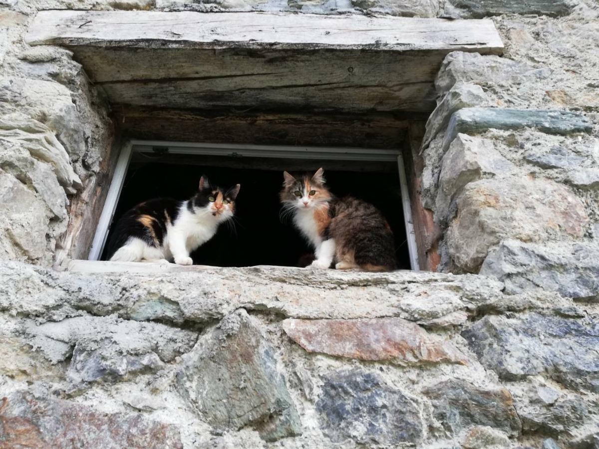 Vorderwiesgut Altenmarkt im Pongau Exteriör bild