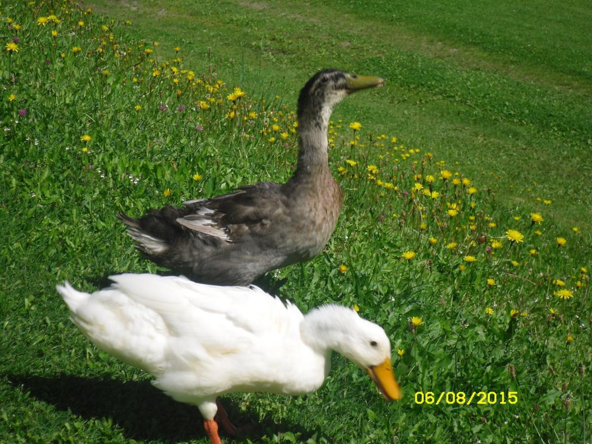 Vorderwiesgut Altenmarkt im Pongau Exteriör bild